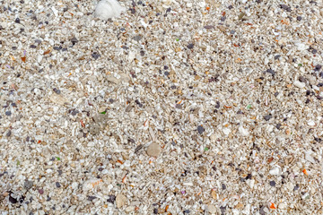 Plage de sable et de coquillages 