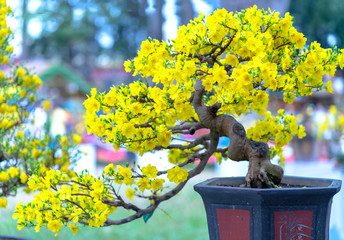 Apricot bonsai tree blooming with yellow flowering branches curving create unique beauty. This is a...