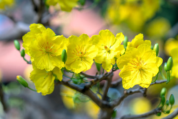 Apricot flowers blooming in Lunar New Year with yellow blooming fragrant petals signaling spring...
