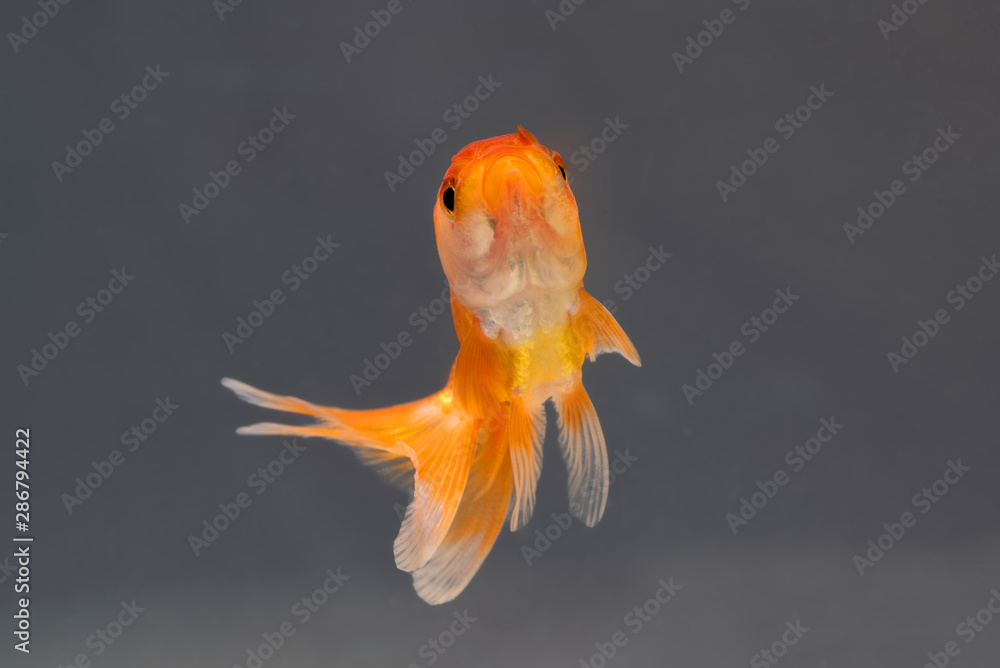 Wall mural Gold fish or goldfish floating swimming underwater in fresh aquarium tank.