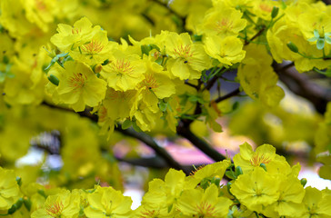 Apricot flowers blooming in Lunar New Year with yellow blooming fragrant petals signaling spring has come, this is the symbolic flower for good luck