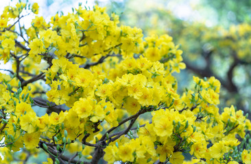 Apricot flowers blooming in Lunar New Year with yellow blooming fragrant petals signaling spring has come, this is the symbolic flower for good luck