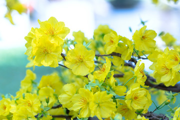 Obraz premium Apricot flowers blooming in Lunar New Year with yellow blooming fragrant petals signaling spring has come, this is the symbolic flower for good luck