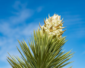 USA, Nevada, Clark County, Gold Butte National Monument. A cluster of large cream colored flowers...