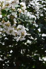 白い花　サルスベリ