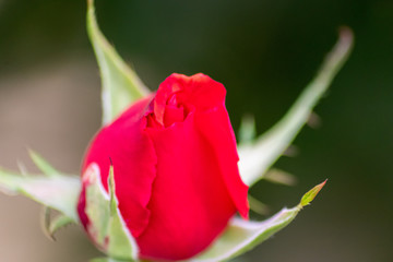 Geschlossene rote Rosenbl&uuml;te als Geschenk f&uuml;r die Liebste und Liebesbeweis im Fr&uuml;hling zum Valentinstag oder Muttertag schenkt Freude f&uuml;r Verliebte
