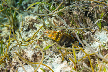 Amblygobius phalaena, the Sleeper Banded goby,white-barred goby, is a species of goby native to tropical reefs of the western Pacific Ocean