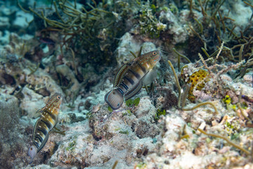 Amblygobius phalaena, the Sleeper Banded goby,white-barred goby, is a species of goby native to tropical reefs of the western Pacific Ocean