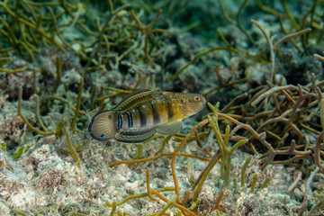 Amblygobius phalaena, the Sleeper Banded goby,white-barred goby, is a species of goby native to tropical reefs of the western Pacific Ocean