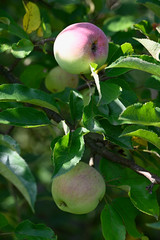 Apple on tree among green leaves.