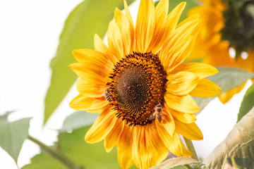Obraz premium Fleißige Bienen und Hummeln bestäuben riesige Sonnenblumen in voller Blütenpracht im Hochsommer und sorgen für die Verbreitung der schönen Blumen und leckeren Honig für den Imker