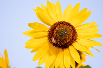 Obraz premium Fleißige Bienen und Hummeln bestäuben riesige Sonnenblumen in voller Blütenpracht im Hochsommer und sorgen für die Verbreitung der schönen Blumen und leckeren Honig für den Imker