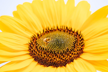 Große Sonnenblume in voller Blüte wird von fliegender Biene bestäubt inkl. Sonnenblumenkerne vor blauem Himmel zeigt die Schönheit der Natur im Hochsommer