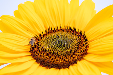 Fleißige Bienen und Hummeln bestäuben riesige Sonnenblumen in voller Blütenpracht im Hochsommer und sorgen für die Verbreitung der schönen Blumen und leckeren Honig für den Imker