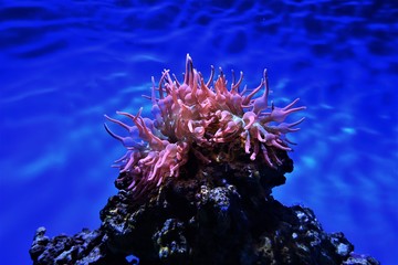 Fototapeta na wymiar Living Coral