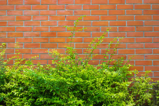 Red brick wall fragment background with green plant. © pookpiik