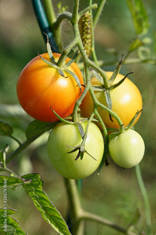 Wall mural ripening tomato fruits on plant.