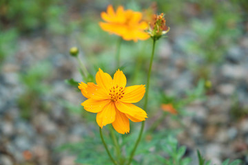 綺麗に咲いているキバナコスモス