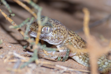 Middle Eastern Short-Fingered Gecko (Stenodactylus doriae) standing in the United Arab Emirates desert in the sand at night.