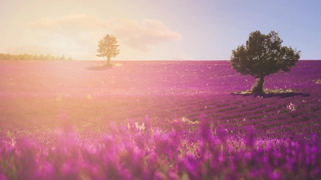 4K UHD Cinemagraph of a beautiful Lavender Field in the famous Provence at C&ocirc;te d'Azur in France. The violet lavender is vividly blooming.