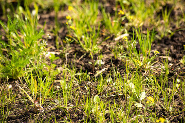 Young grass grows through the ground in the spring