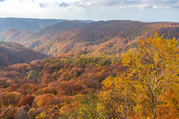 Autumn foliage scenery. Aerial view of valley and stream in fall season. Colorful forest trees background in red, orange, and golden colors