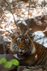 Heavy, Heavy Muscular and Mystery Male Tiger Resting under shade of tree during full day safari in hot summer at Ranthambore National Park, Sawai Madhopur, Rajasthan, India