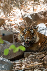 Heavy, Heavy Muscular and Mystery Male Tiger Resting under shade of tree during full day safari in hot summer at Ranthambore National Park, Sawai Madhopur, Rajasthan, India