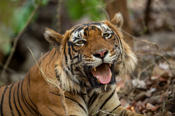 Huge Wild Male Tiger Resting under shade of tree during full day safari in hot summer at Ranthambore National Park, Sawai Madhopur, Rajasthan, India