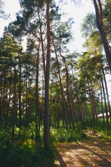 Trees make up the Nature, plus OXYGEN.