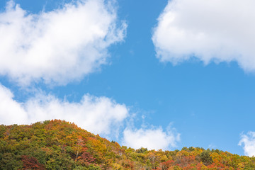 Autumn foliage scenery view, beautiful landscapes. Colorful forest trees in the foreground, and sky in the background