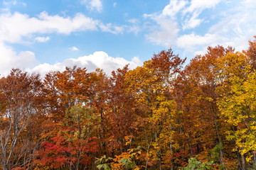 Autumn foliage scenery view, beautiful landscapes. Colorful forest trees in the foreground, and sky in the background