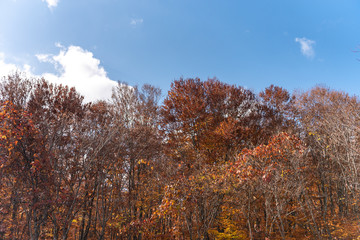 Autumn foliage scenery view, beautiful landscapes. Colorful forest trees in the foreground, and sky in the background