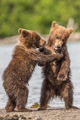 Obraz premium Ruling the landscape, brown bears of Kamchatka (Ursus arctos beringianus)
