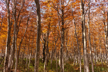 Colorful trees in forest. Autumn foliage scenery view, full of magnificent colours in red, orange, and golden colors foliage