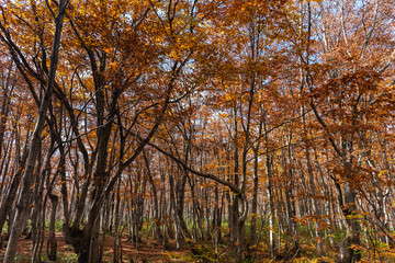 Colorful trees in forest. Autumn foliage scenery view, full of magnificent colours in red, orange, and golden colors foliage