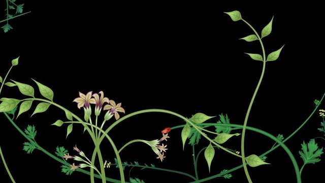 Growing plants and vines animation on black background with luma matte (alpha channel), with a copy space area for your logo, text or titles.