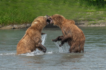 Ruling the landscape, brown bears of Kamchatka (Ursus arctos beringianus)