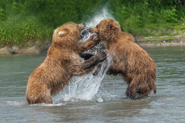Obraz premium Ruling the landscape, brown bears of Kamchatka (Ursus arctos beringianus)