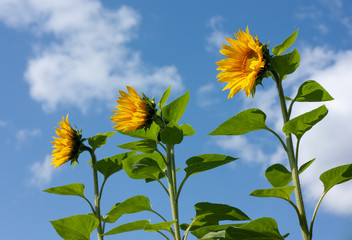 Beautiful yellow sunflowers under blue sky