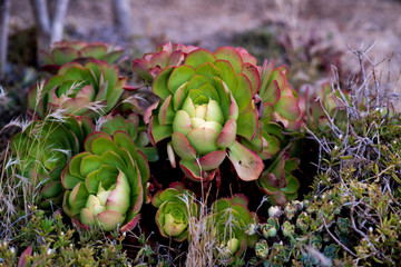 Succulent 