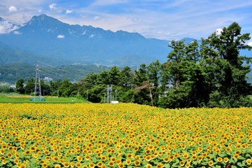 明野のひまわり畑