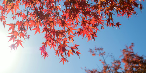 Japanese red maple leaves against blue sky　紅葉したもみじと青空