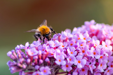 Flieder in voller Blüte lädt Insekten wie Bienen und Hummeln zur Bestäubung ein im Tausch gegen...