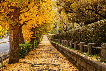 Tokyo yellow ginkgo tree street near Jingu gaien avanue in autumn