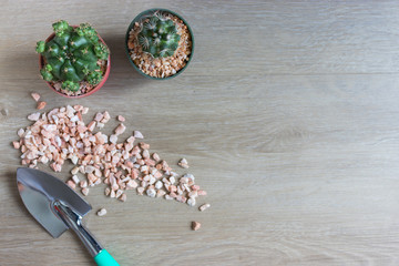 set of various cactus plants in pots. Cactus plant in different pot and view on wood table during gardening nursery cactus.