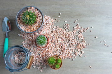 set of various cactus plants in pots. Cactus plant in different pot and view on wood table during gardening nursery cactus.