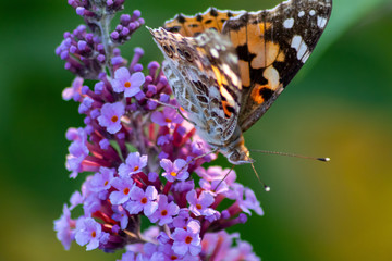 Schmetterling Kleiner Fuchs im Flieder auf Nektarsuche und Bestäubung Fliederbusch Makro mit unscharfem Hintergrund und copy space im Gegenlicht zeigt die Schönheit der Falter