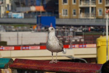 Seagull on a ledge