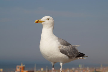 Fototapeta premium seagull on a post